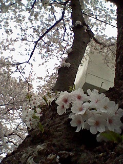 桜２０１５　１.jpg